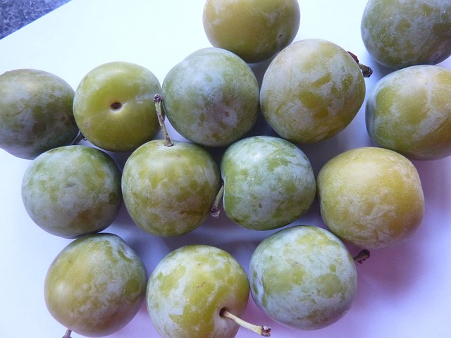 Greengages 片 水果 - 上的免费照片