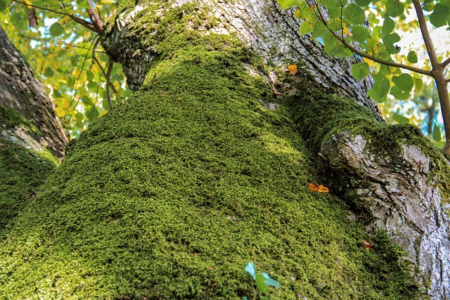 树 落下 苔藓 - 上的免费照片
