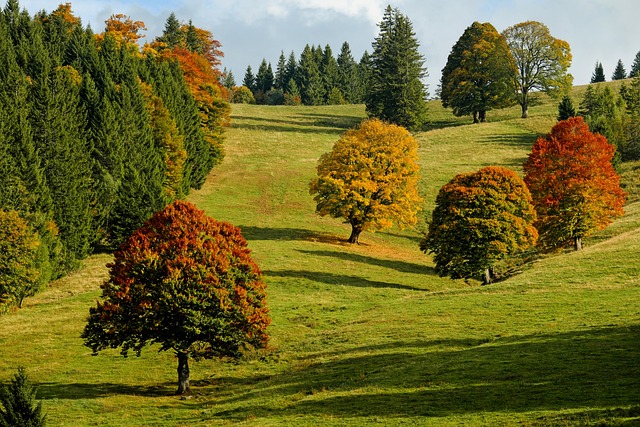 落下 秋天的树林 树木 - 上的免费照片