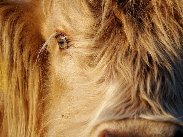 牛肉 高原牛 苏格兰高地牛 - 上的免费照片