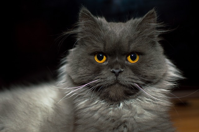 猫 小猫 叫声 - 上的免费照片
