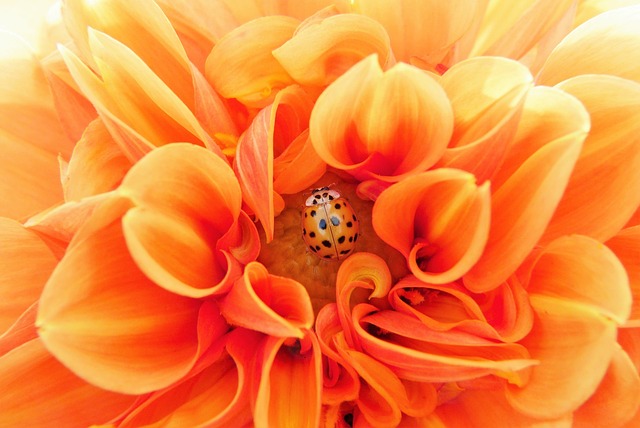大丽花 橙色的 丰富多彩的 - 上的免费照片