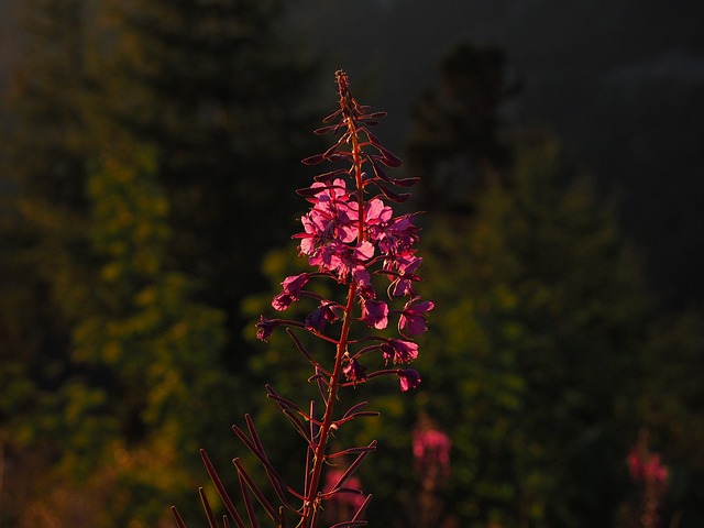 Epilobium 狭叶兰 花 开花 - 上的免费照片