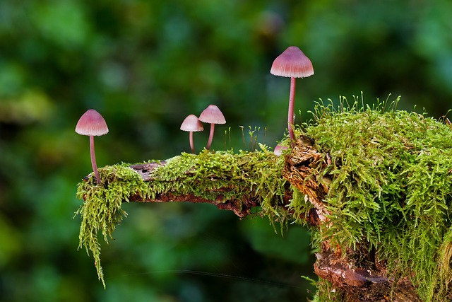 蘑菇 苔藓 野生蘑菇 - 上的免费照片