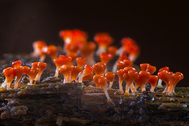 粘菌 Trichia糖胶 单细胞生物 - 上的免费照片