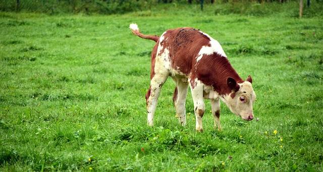 小牛 小的 可爱的 - 上的免费照片