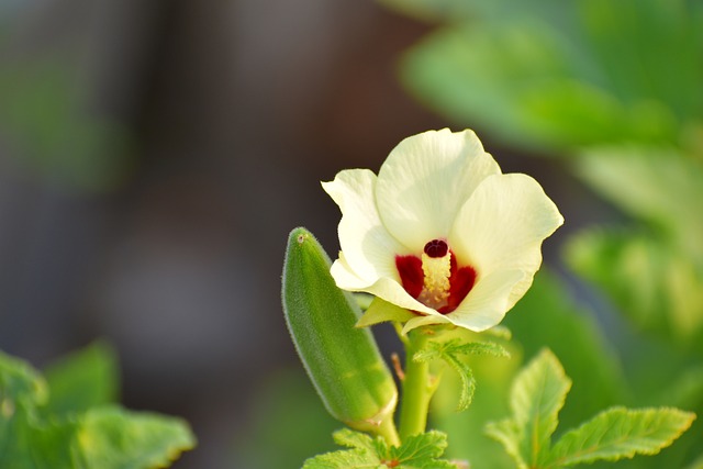 秋葵花 那位女士的手指 植物 - 上的免费照片