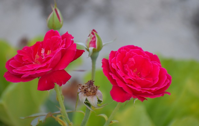 双玫瑰 芽 碎花 - 上的免费照片
