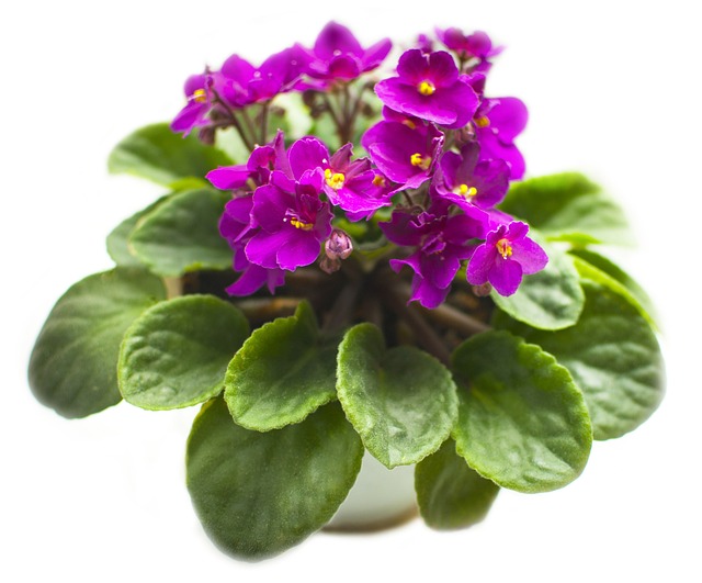 紫色 花卉 植物 - 上的免费照片