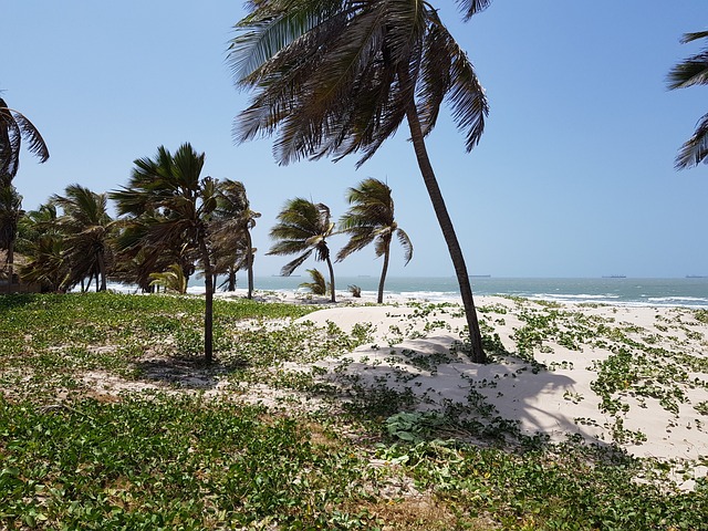 Arecaceae 海滩 热带 - 上的免费照片