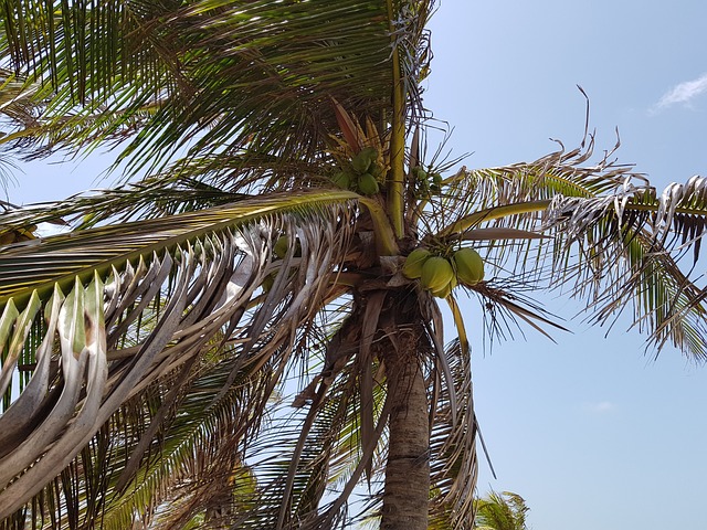 Arecaceae 热带 树 - 上的免费照片
