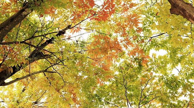 秋天 落下 叶 - 上的免费照片
