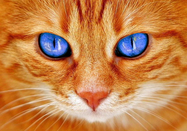 猫 眼睛 猫眼 - 上的免费照片