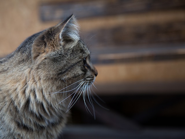 猫 Kit 小猫 - 上的免费照片