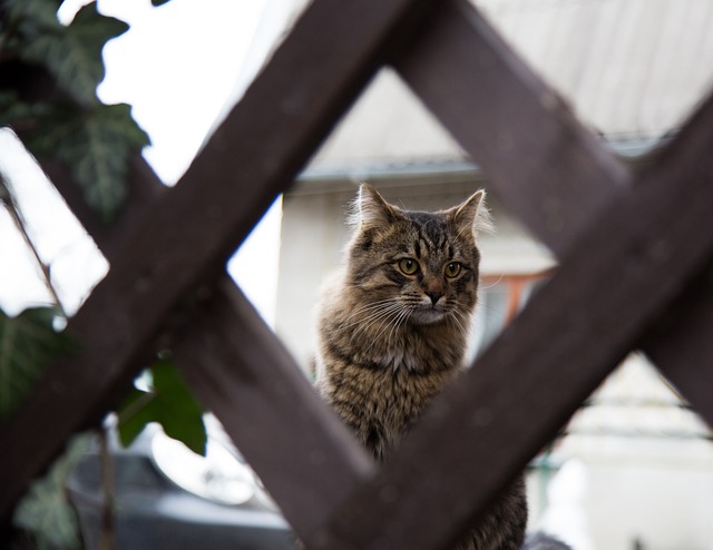 猫 Kit 小猫 - 上的免费照片