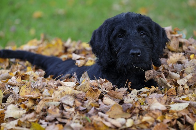 狗 小狗 Labradoodle - 上的免费照片