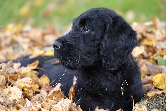 狗 小狗 Labradoodle - 上的免费照片