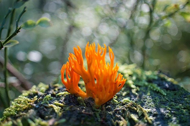 山羊胡子 蘑菇 珊瑚状 - 上的免费照片