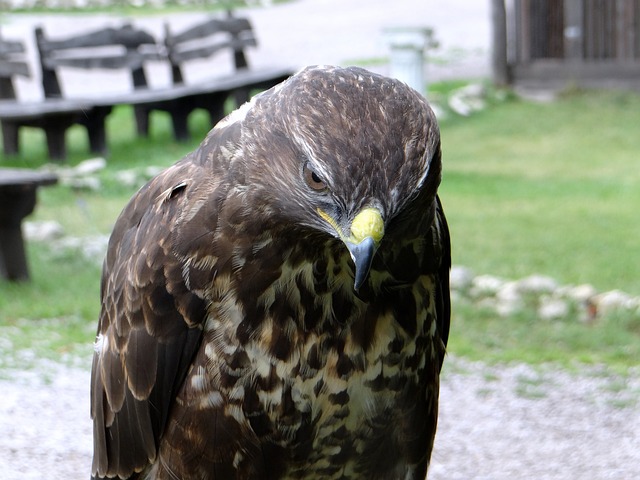 鹰 悲伤 爪子 - 上的免费照片