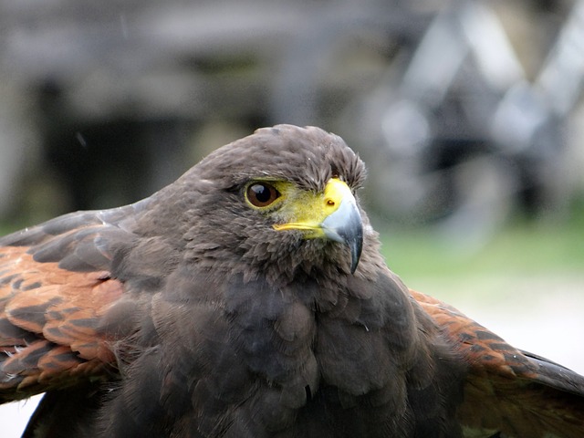 鹰 爪子 喙 - 上的免费照片