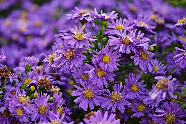 赫布斯塔斯特恩 Asters 落下 - 上的免费照片