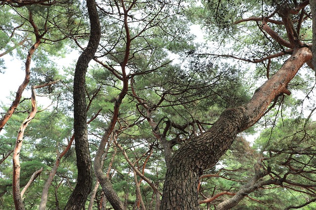 松 树 松树 - 上的免费照片