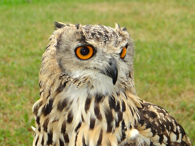 猫头鹰 鸟 法老雕 - 上的免费照片
