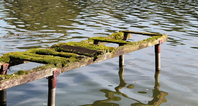 斯蒂格 苔藓 自然 - 上的免费照片