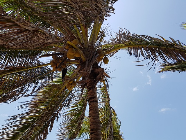热带 Arecaceae 树 - 上的免费照片