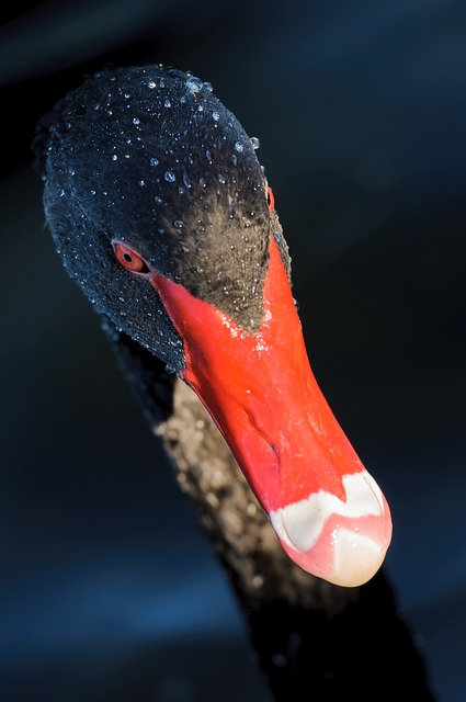 黑天鹅 天鹅 头 - 上的免费照片