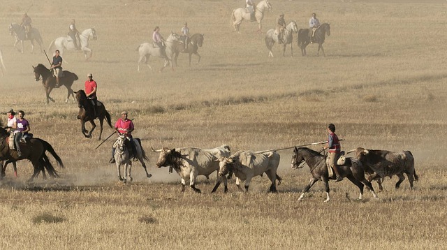 公牛队 关闭 温顺 - 上的免费照片