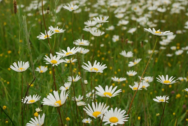 雏菊 玛格丽塔酒 花朵 - 上的免费照片