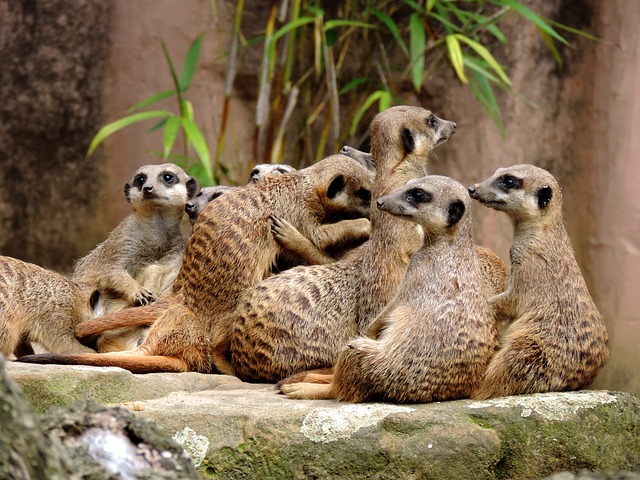 猫鼬 Suricata 警惕的 - 上的免费照片