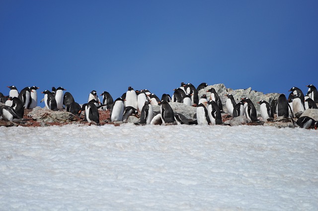 企鹅 南极洲 蓝天 - 上的免费照片