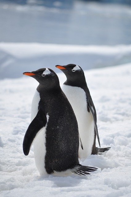 企鹅 南极洲 鸟 - 上的免费照片