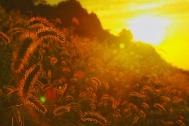 朝日新闻 太阳 日出 - 上的免费照片