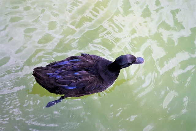 黑鸭 池塘 第五人格 - 上的免费照片
