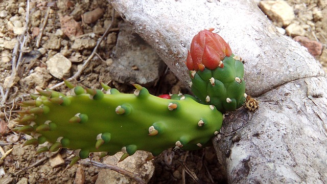 墨西哥 植物群 生活 - 上的免费照片