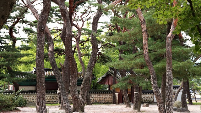 松 树 松树 - 上的免费照片