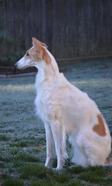 俄罗斯猎狼犬 猎狼 品种 - 上的免费照片