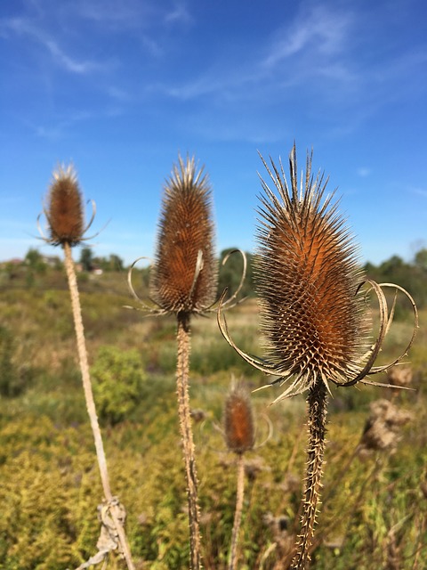 Teasel 落下 蓝天 - 上的免费照片