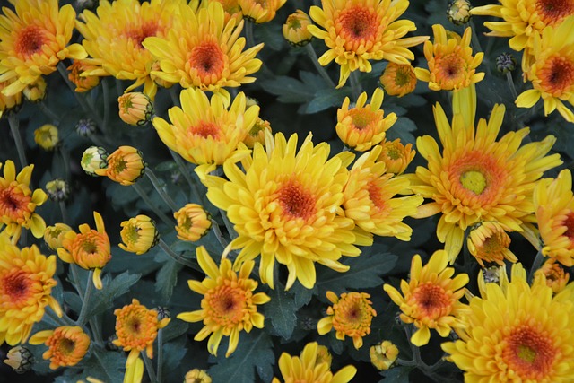 黄色的花 黄菊花 花性质 - 上的免费照片