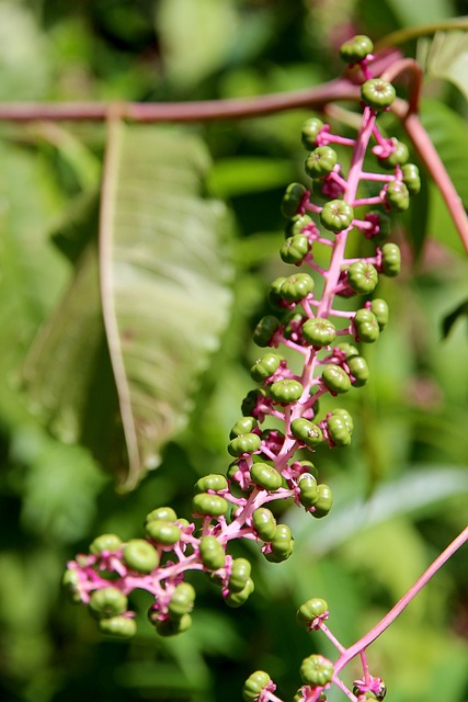 美国商陆 Phytolacca Americana 入侵物种 - 上的免费照片