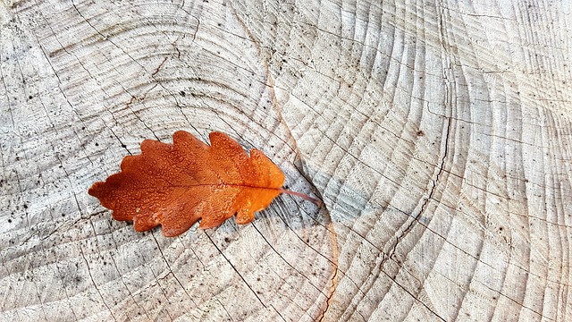 落下 秋叶 橡树叶 - 上的免费照片