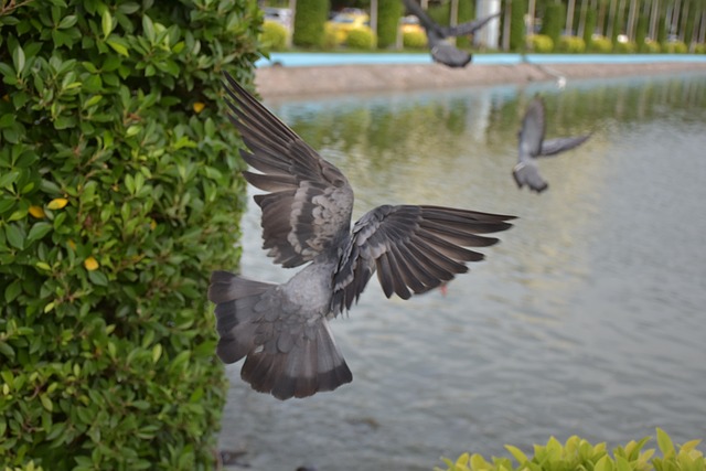 鸟 动物 火烈鸟 - 上的免费照片