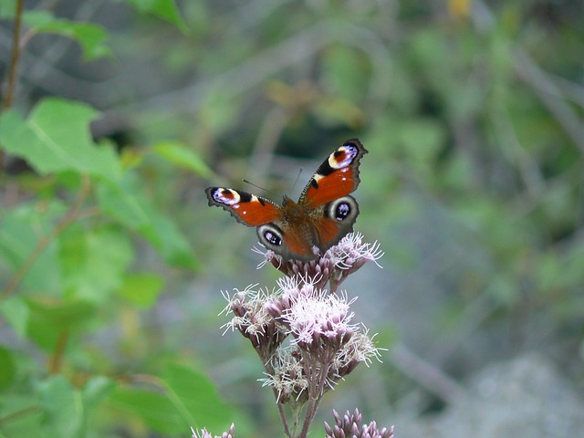 Buterfly 蝴蝶 自然 - 上的免费照片