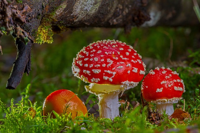 飞木耳 蘑菇 红木耳蘑菇 - 上的免费照片