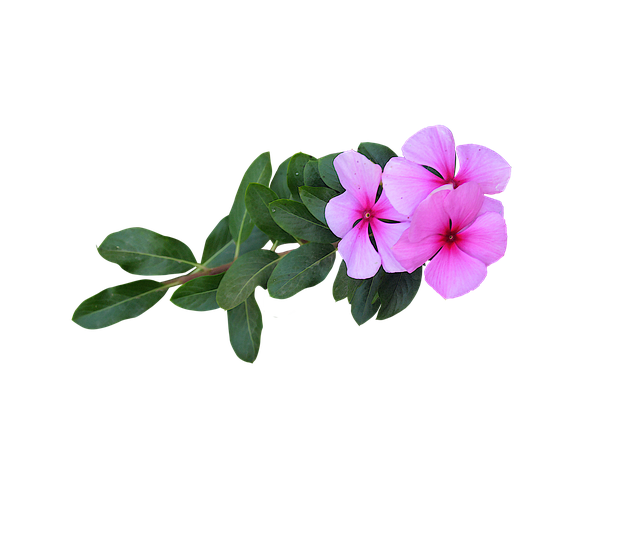 Png Image 粉红色的花朵 花朵 - 上的免费照片