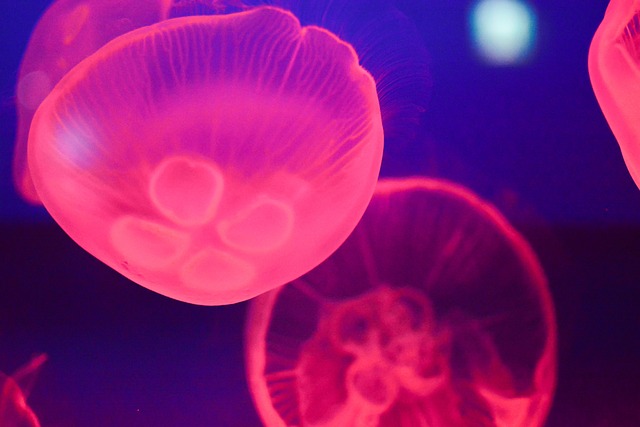 海蜇 水族馆 鱼缸 - 上的免费照片