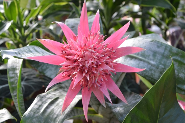 花 油腻植物 Aechmea Pamera - 上的免费照片
